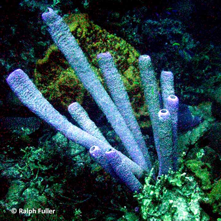 What Are Sponges? Maybe the Future of the Reef. – Poseidon's Web