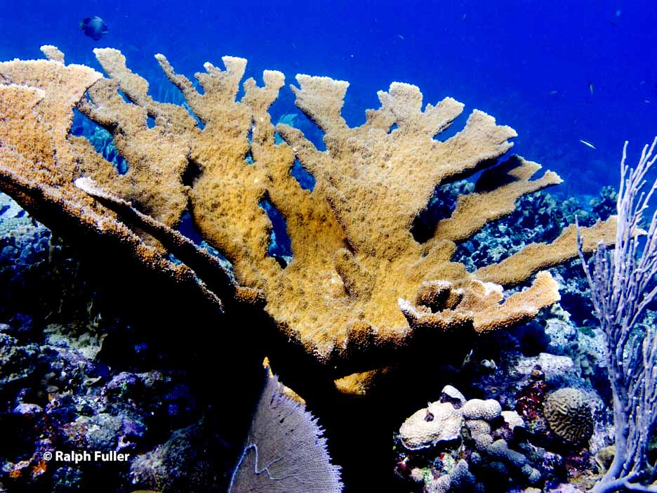 Elkhorn Coral (Acropora palmata), Utila, Honduras, Central…