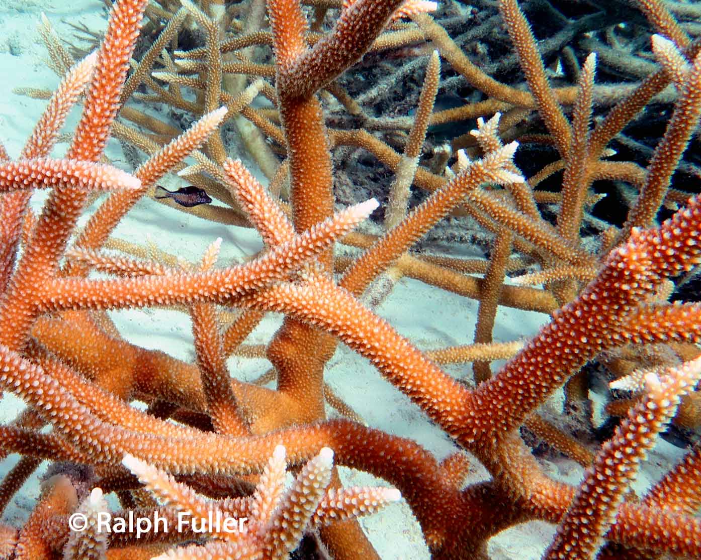 What Lies Beneath – Reef-Building Coral Polyps – Poseidon's Web