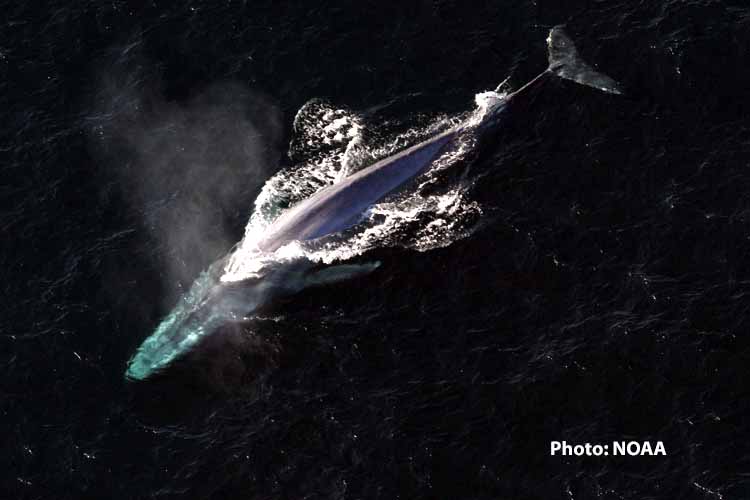 “The World’s Loneliest Whale May Not Be Alone After All” - BBC Earth ...